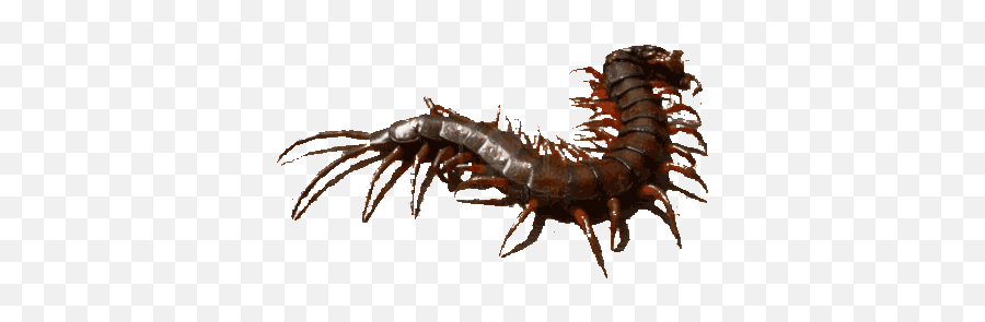 Animals - Imagefarm Kaki Seribu Yang Besar Png,Centipede Png