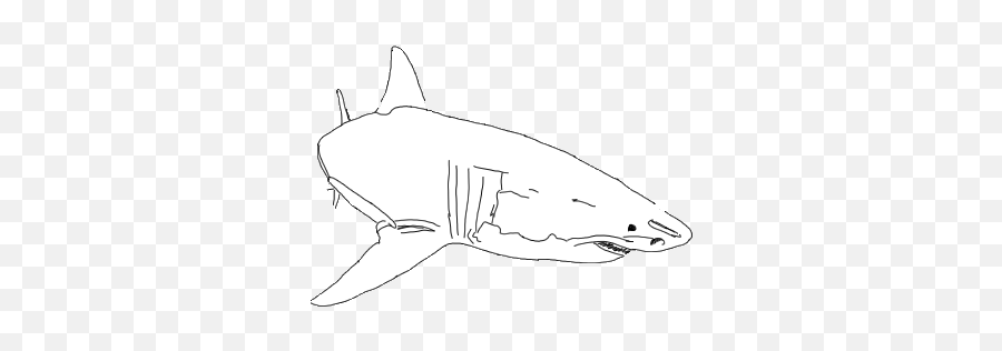 Just A Quick Lil Great White With Transparent Background 14 - Transparent Great White Shark Gif Png,Shark Transparent Background