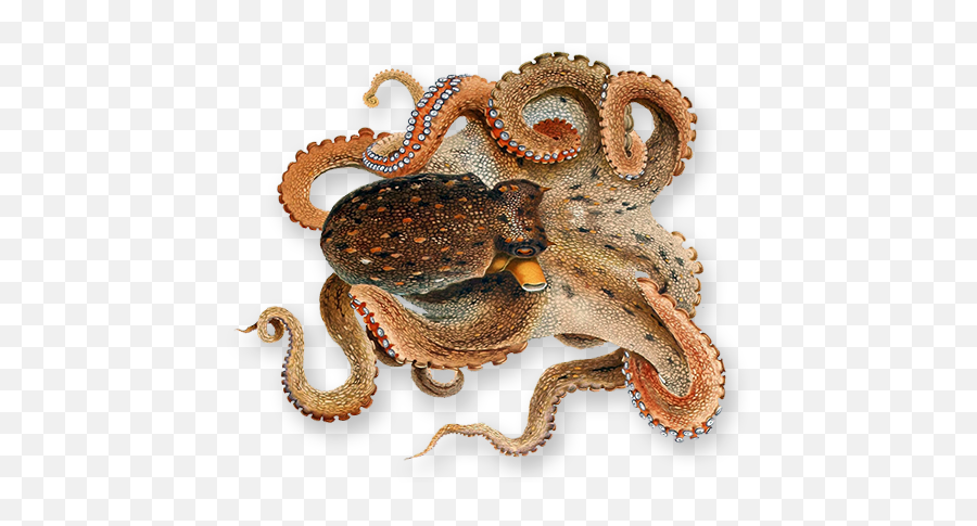 Octopus Transparent - Png Transparent Octopus Png,Octopus Png