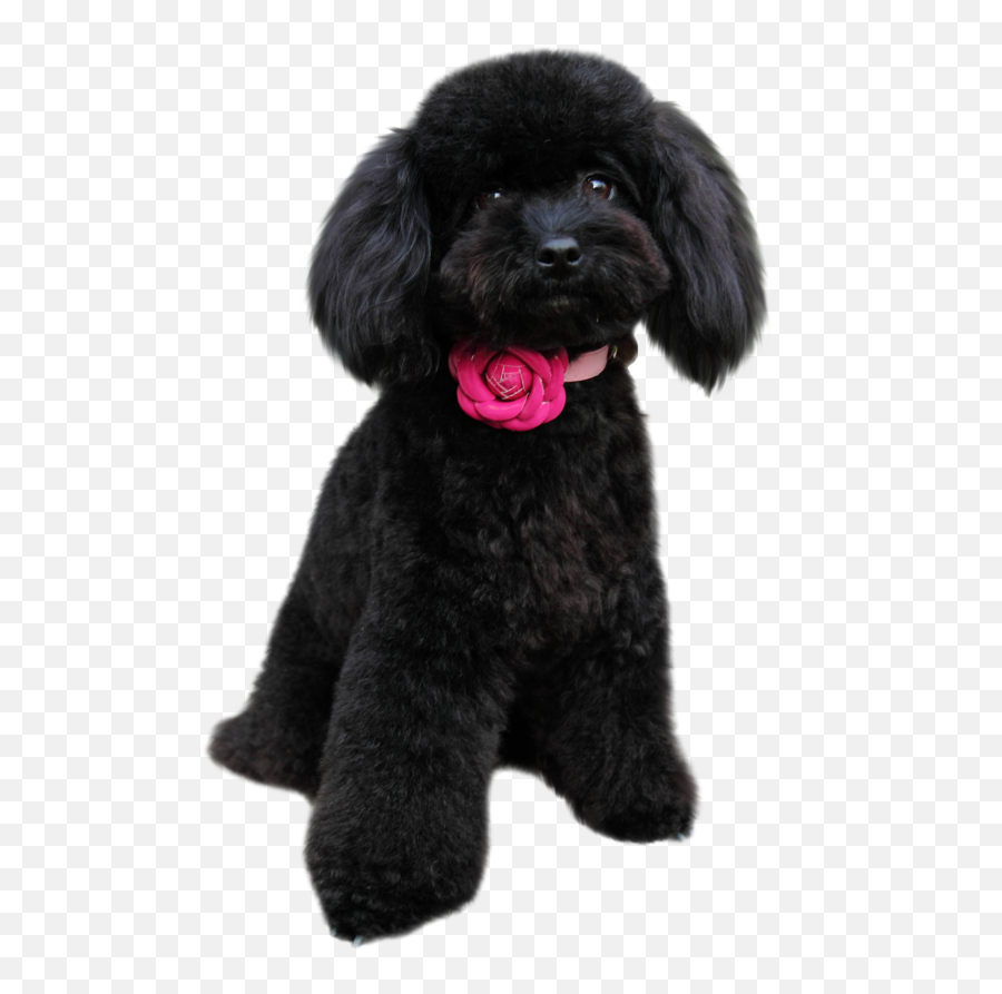 Black Poodle Puppy Png Transparent - Poodle Puppies Png,Poodle Png