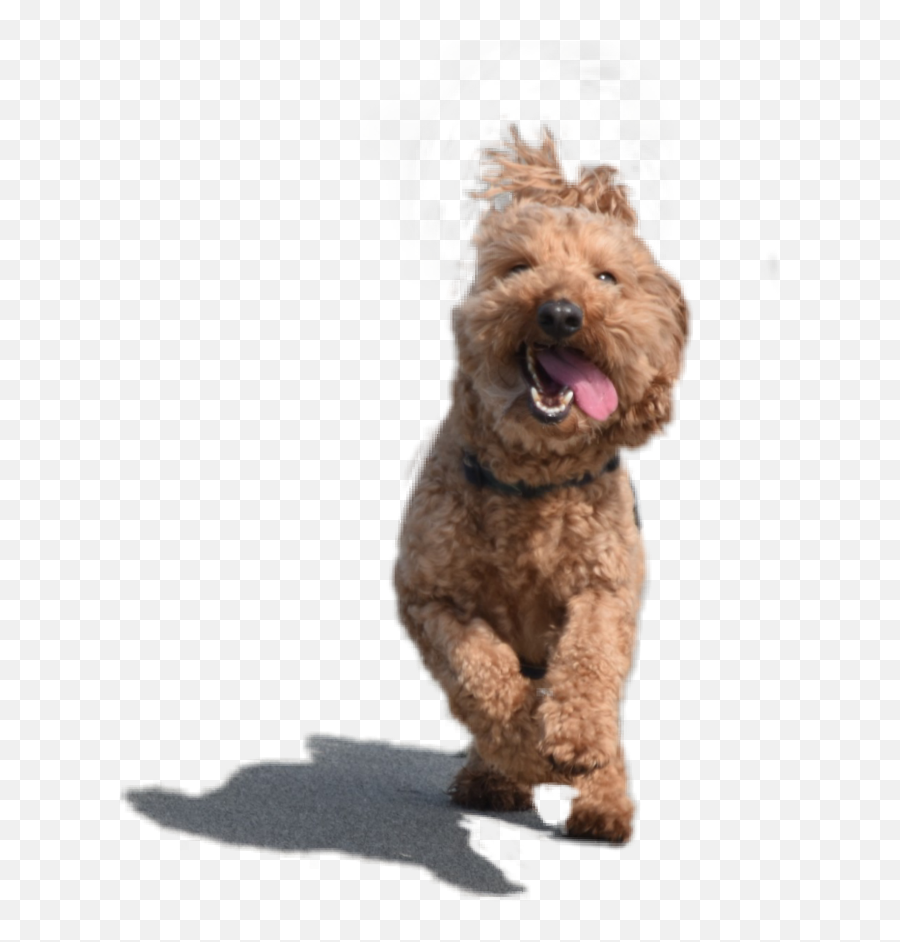 Cute Puppy Png - Adorablepup Dog Puppy Adorable Dog Yawns,Cute Puppy Png