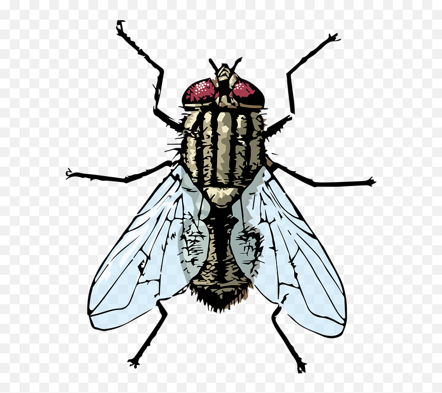 Download Flies Clipart Flie - Clipart Images Of Housefly Png,Fly Clipart Png