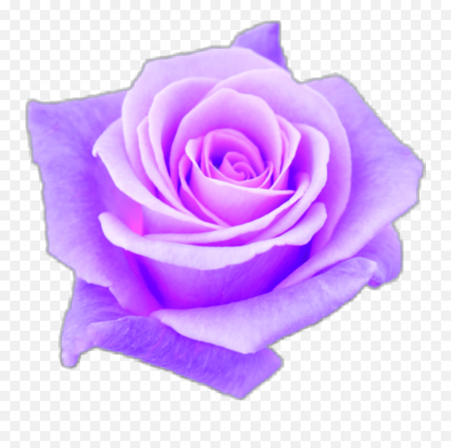 Download Purple Rose Png - Transparent Png Png Images Transparent Purple Aesthetic Png,Rose Vine Png