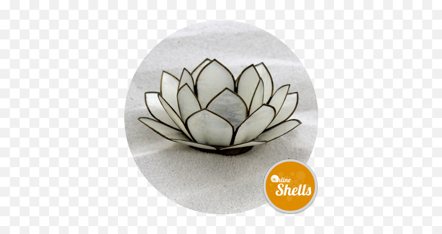 Capiz Shells Lotus Flower - Natural White 100mm Online Decorative Png,Lotus Flower Transparent
