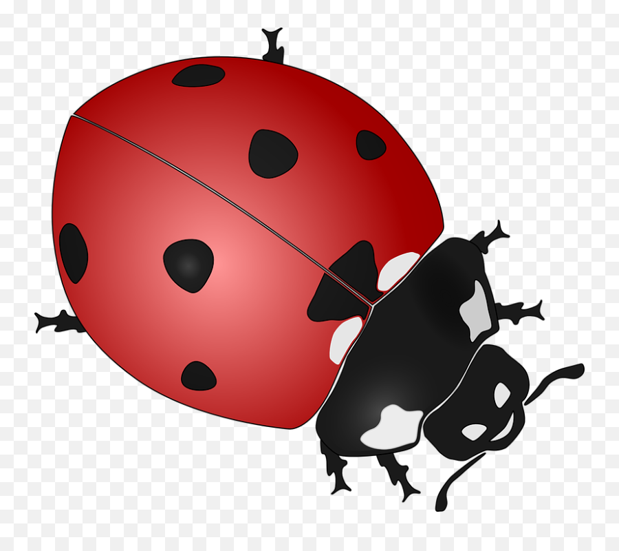 Ladybug Transparent Background - Realistic Ladybug Clip Art Png,Transparent Ladybug