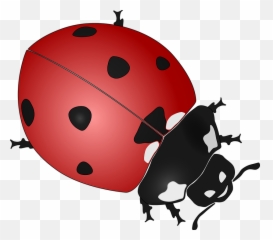 Ladybug Transparent Background - Realistic Ladybug Clip Art Png,Transparent Ladybug