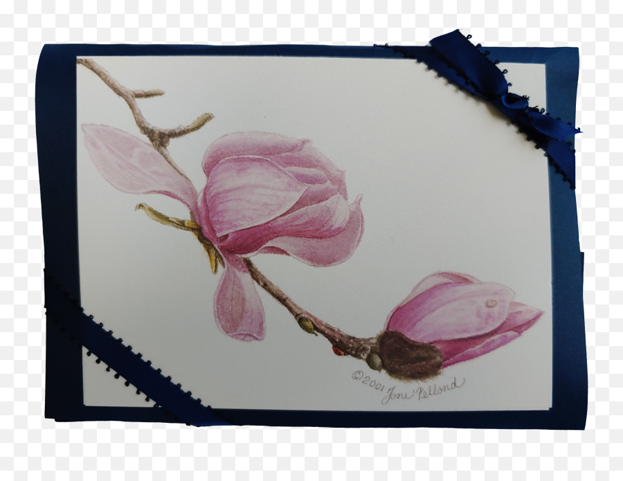 Magnolia Campbellii Notecards - Picture Frame Png,Magnolia Png