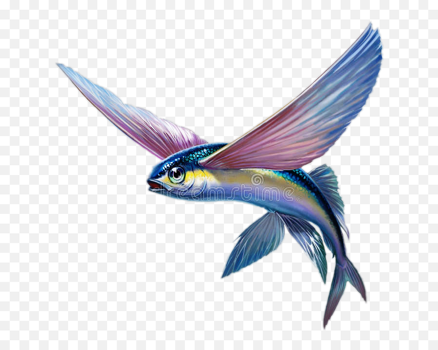 Download Pezvolador 12jfrk Pez Volador - Flying Fish Full Flying Fish Illustration Png,Flying Fish Logo