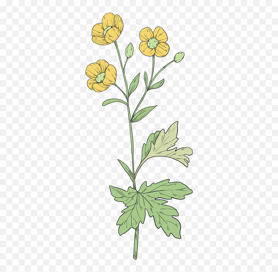 Wildflowers Clipart - Buttercup Png,Wildflowers Png