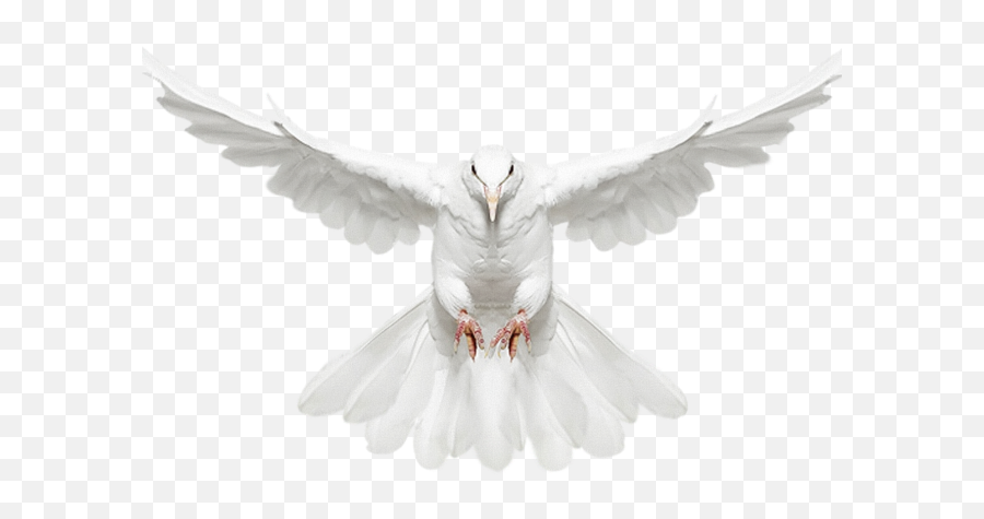 Download Hd White Dove Clipart Fire Png - Transparent Pigeon Png Hd Download,Fire Png Transparent Background