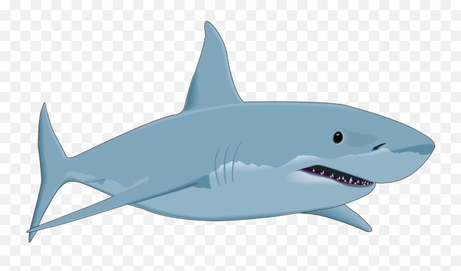 shark clipart with transparent background