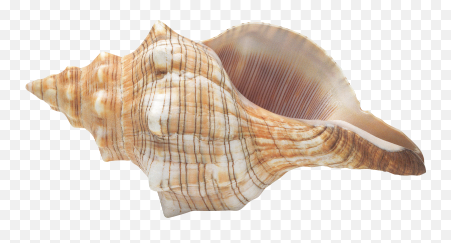 Seashell Png Picture - Conch Lord Of The Flies,Sea Shell Png