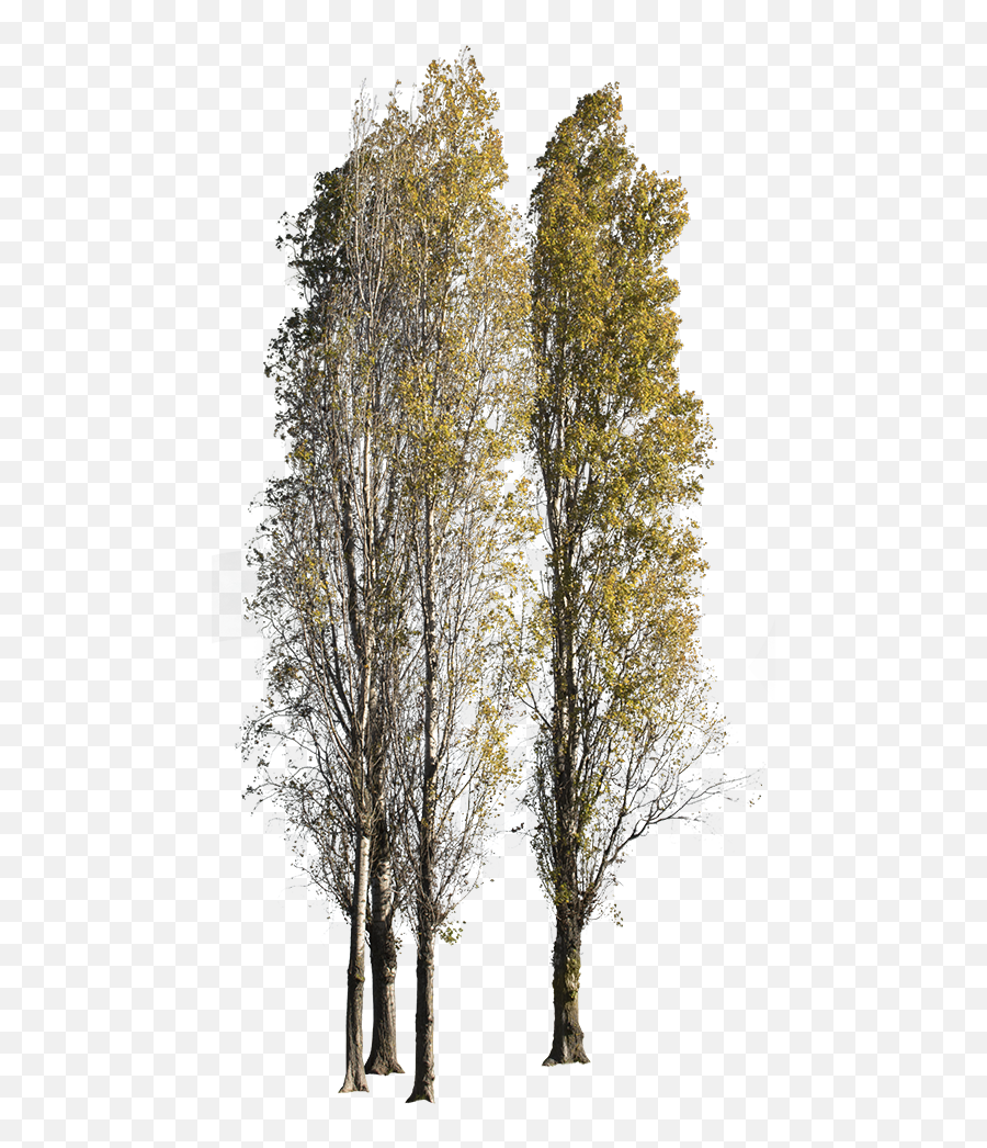 Populus Nigra Group Autumn - Cut Out Trees Autumn Png,Fall Trees Png