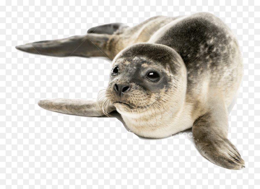 Harbor Seal Png Free Images