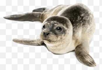 Harbor Seal Png Free Images