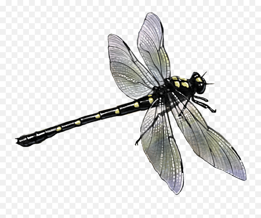 Dragonfly Png - Dragon Fly,Dragonfly Png