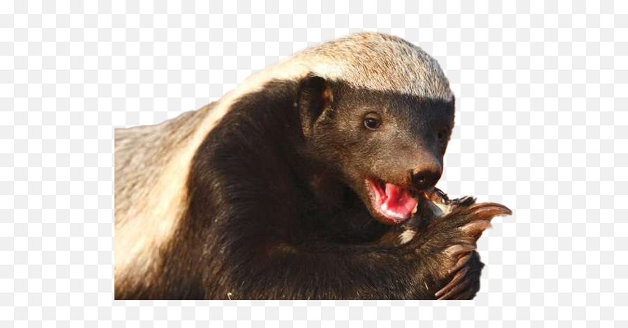 Honey Badger Png Transparent Hd Photo Mart - Honey Badger,Honey Transparent