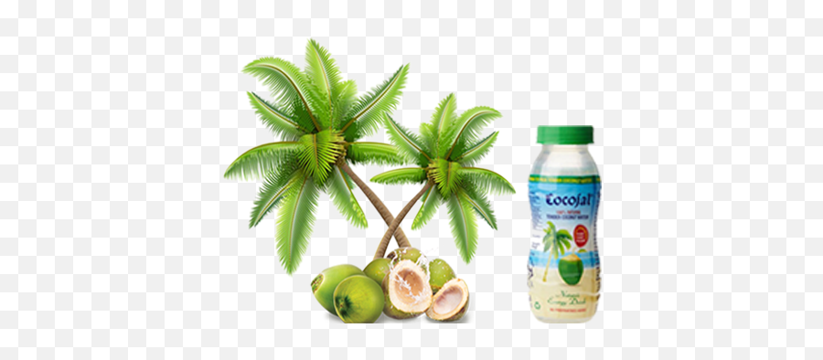 Download Free Png Cocojal Tender Coconut Water - Cartoon Coconut Tree Transparent Background,Coconut Png