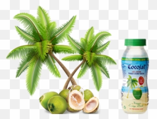 Download Free Png Cocojal Tender Coconut Water - Cartoon Coconut Tree Transparent Background,Coconut Png
