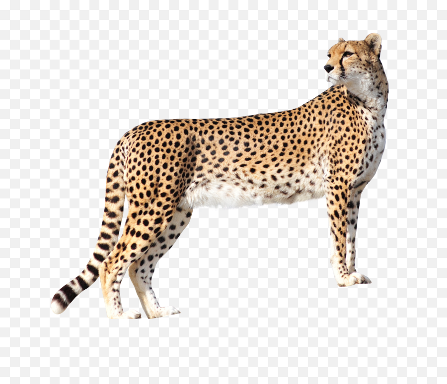 Cheetah Transparent Png Image Free4 Clipart Vectors Psd - Cheetah Png,Cheetah Print Png