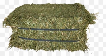 Hay Transparent Png Image - Alfalfa Sprouts,Hay Png