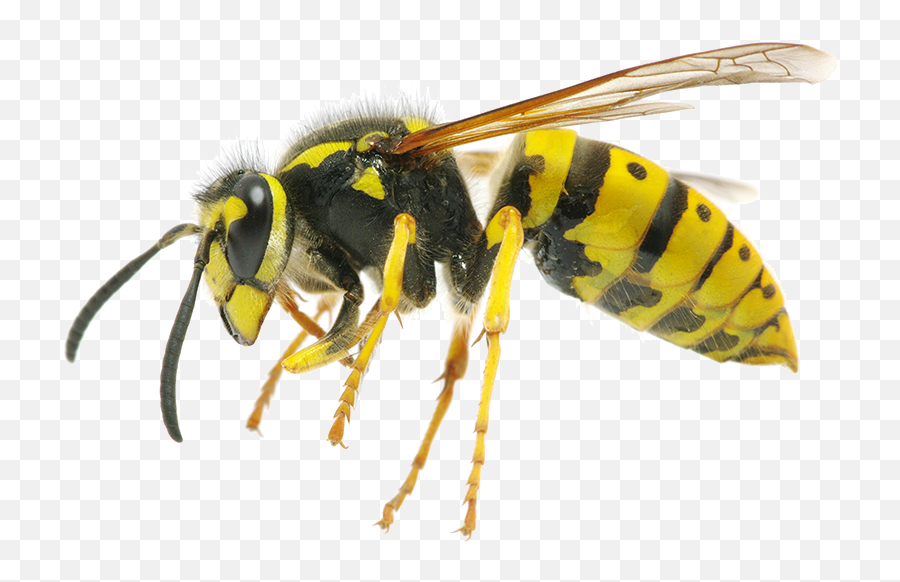 Bee Transparent Png - Wasp Png,Bee Transparent Background