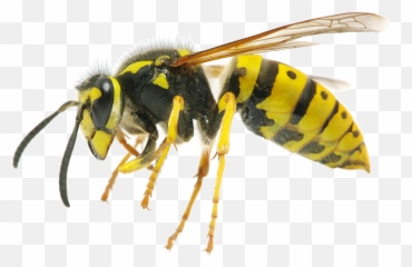 Bee Transparent Png - Wasp Png,Bee Transparent Background