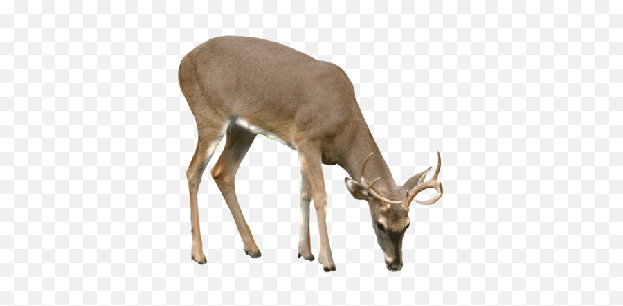 Download Deer Png Vector - Deer Png,Deer Png