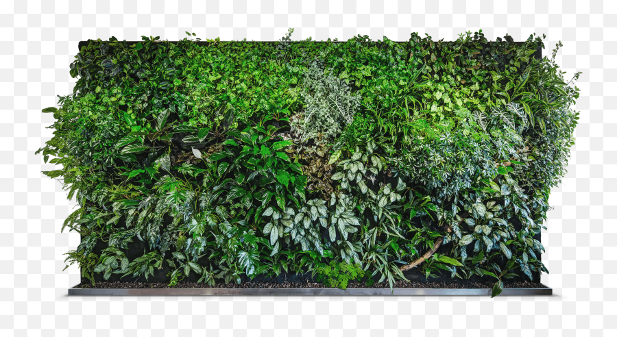Ivy Wall Png - Green Wall Png,Green Wall Png