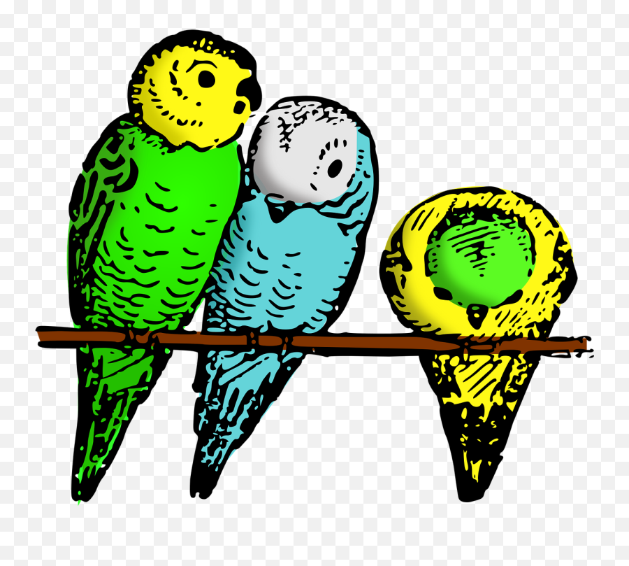 Animal Bird Budgie - John 1 5 Bible Lesson Children Activity Png,Parakeet Png