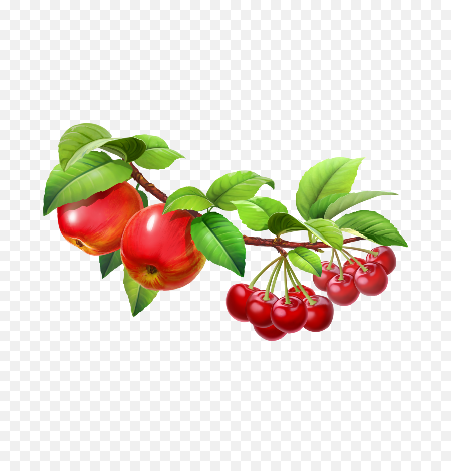 Hd Fruit Tree Png Image Free - Tree With Fruits Png,Fruit Tree Png