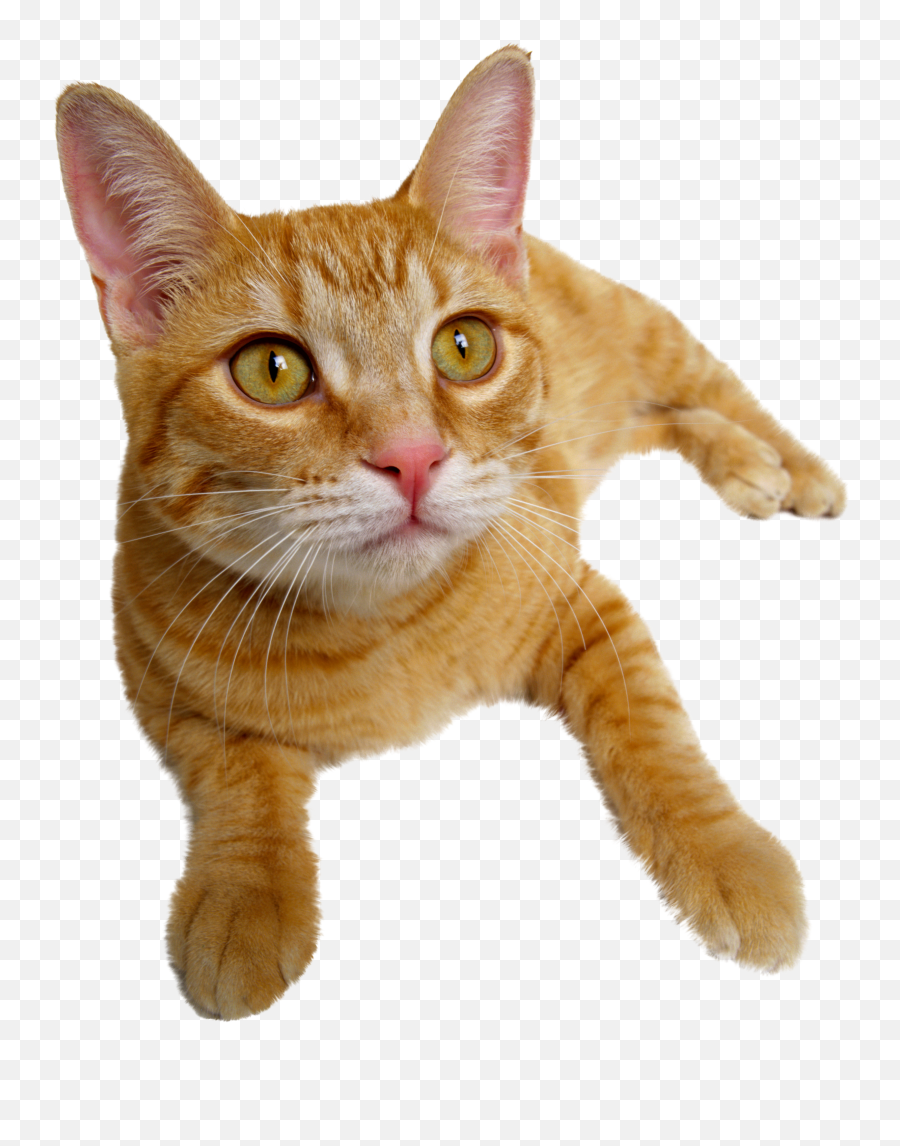 Cat Png - Problem Based Feline Medicine,Orange Cat Png