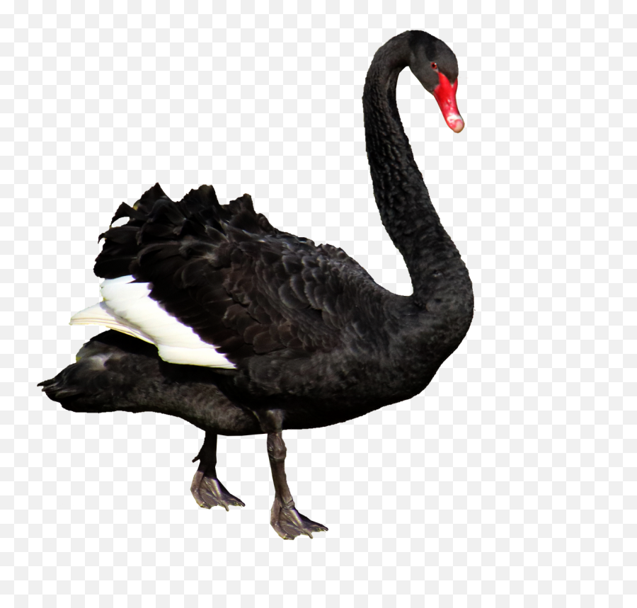 Swan Black Feathers - Black Swan Australia Png,Black Feathers Png