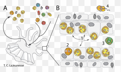 Symbiodinium Ecology - Symbiodinium Clades Png,Ecosystem Png