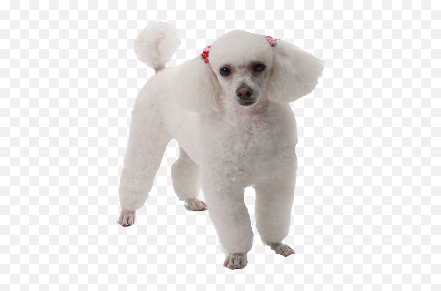 White Poodle Png Image - Toy Poodle,Poodle Png