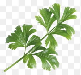 Celery - Celery Png,Celery Png