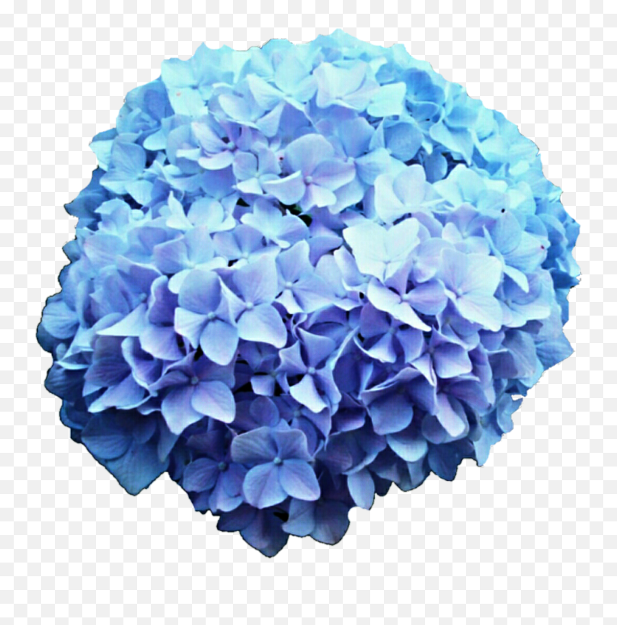 Hydrangea Clipart Blue Png