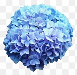 Hydrangea Clipart Blue Png