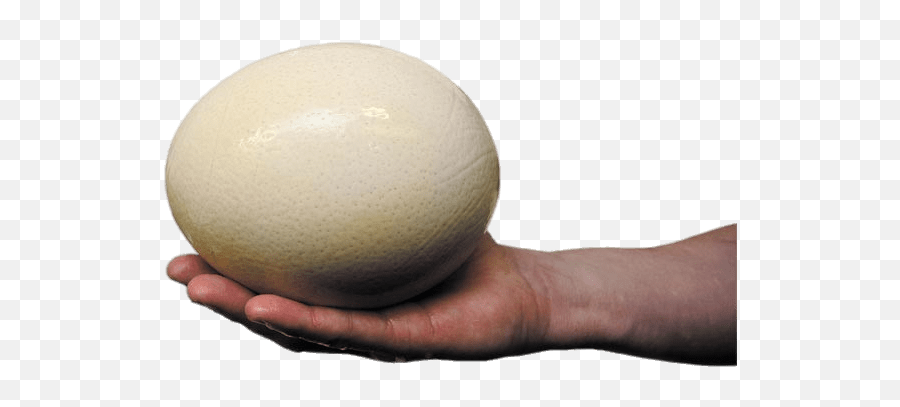 Ostrich Egg Transparent Png - Take For An Ostrich Egg To Hatch,Ostrich Png