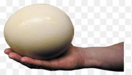 Ostrich Egg Transparent Png - Take For An Ostrich Egg To Hatch,Ostrich Png