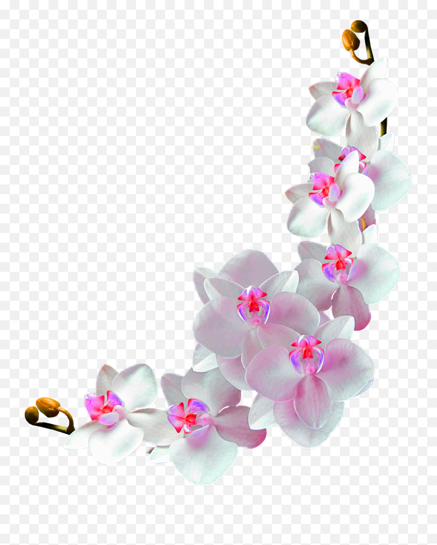 Library Of Flower Vines Png Transparent Download Files - Transparent Background Orchid Png,Rose Vine Png