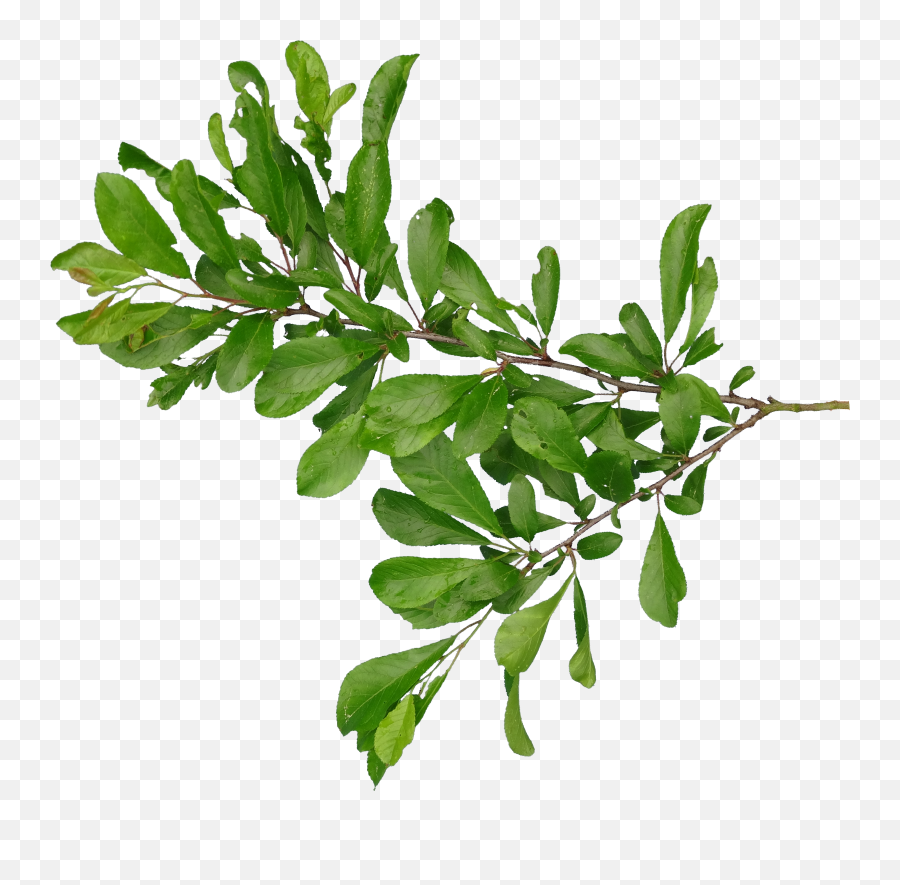 Tree Branch Png - Branch Png Transparent Branch Png Images Branch And Leafs Png,Tree Branch Png