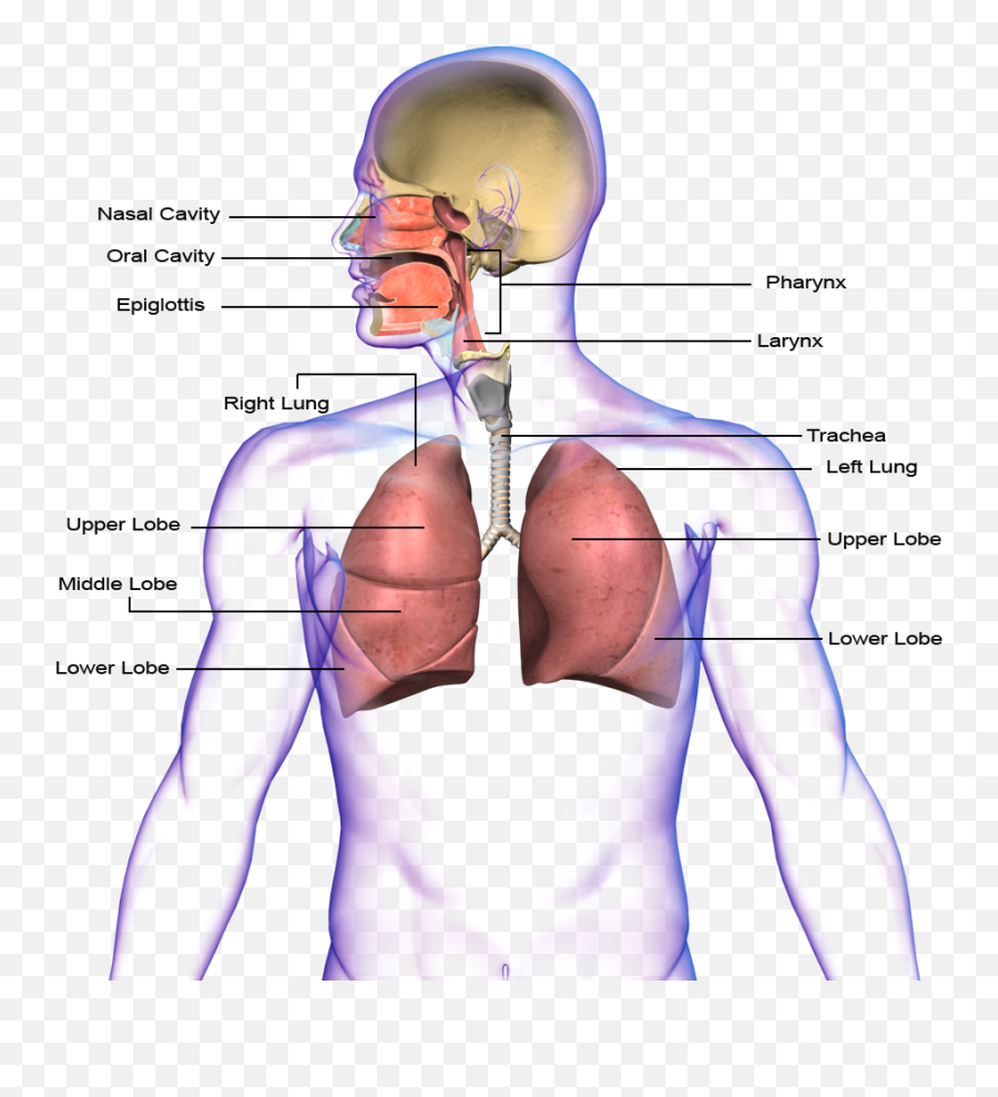 Lungs Clipart Respiratory System - Human Respiratory System Png,Lung Png