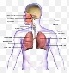 Lungs Clipart Respiratory System - Human Respiratory System Png,Lung Png