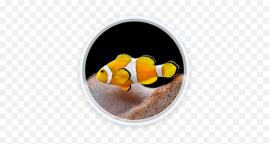 Index Of Livewp - Contentpluginslayerslidersampleslider Ocellaris Clownfish Png,Clownfish Png