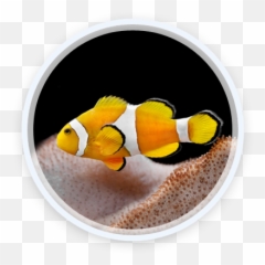 Index Of Livewp - Contentpluginslayerslidersampleslider Ocellaris Clownfish Png,Clownfish Png