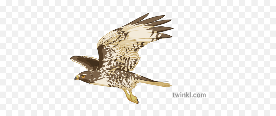Hawk Illustration - Hawk Illustration Png,Hawk Png
