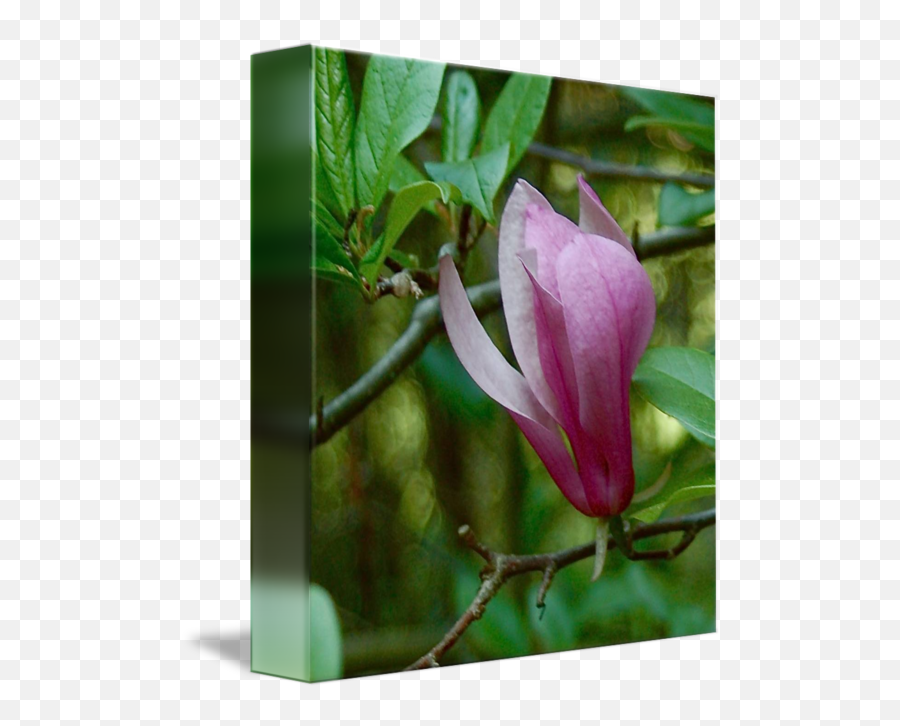 Magnolia Blossom By Rick Teare - Chinese Magnolia Png,Magnolia Png