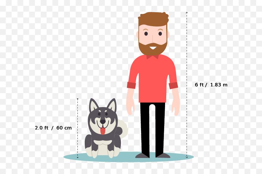 Siberian Husky Vs German Shepherdu2014whatu0027s The Difference - Italian Greyhound Size Comparison Png,German Shepherd Transparent