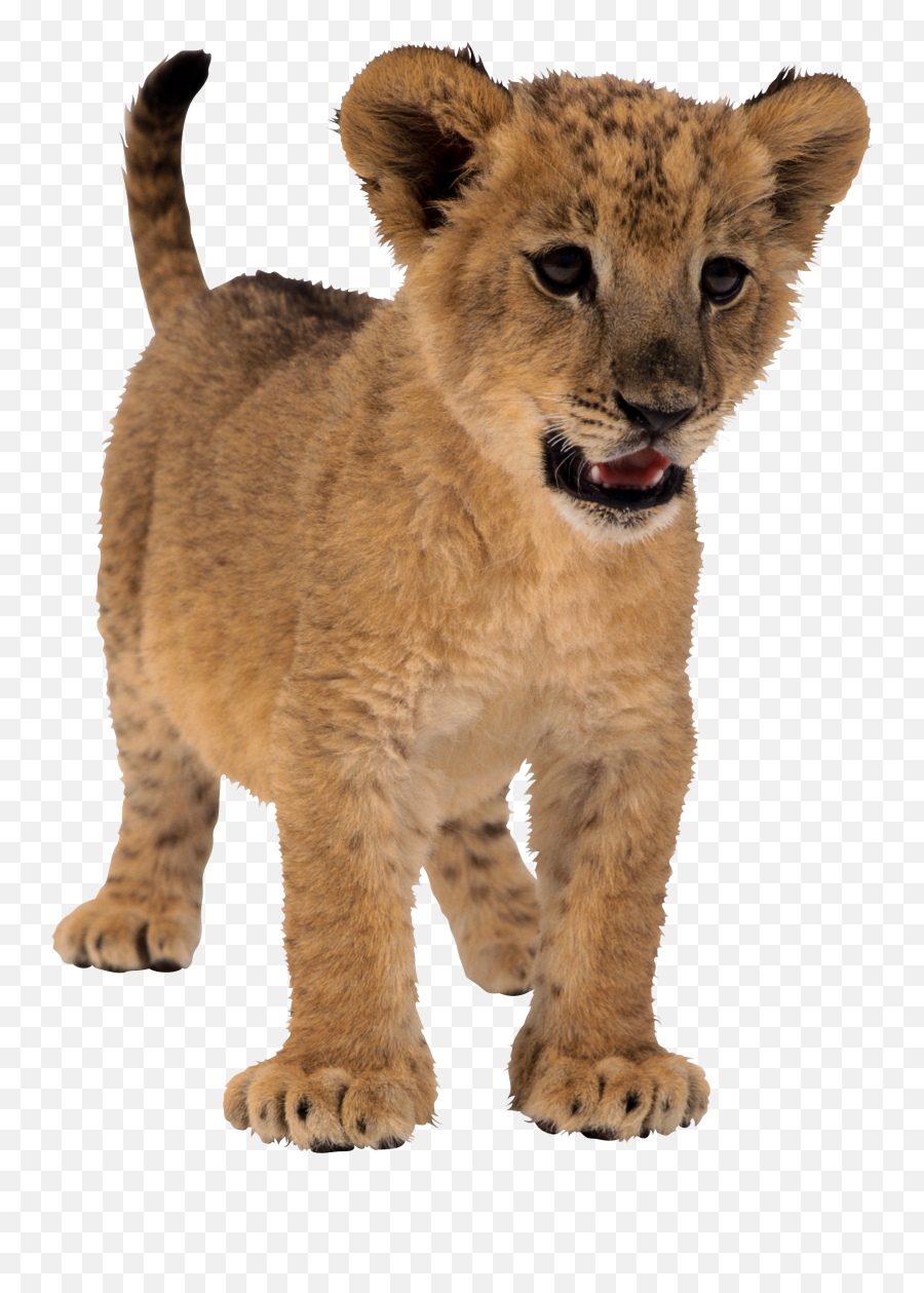 Baby Lion Clipart Images Clipartingm - 6748 Small Lion Png,Baby Transparent Background